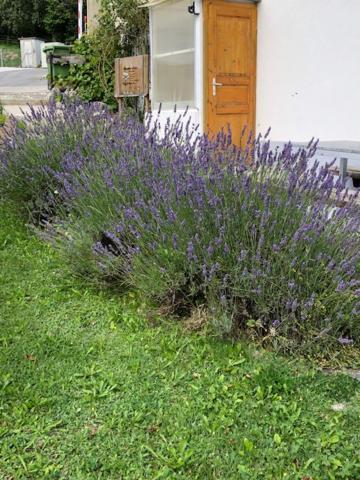 Nid D'Abeilles Apartment Tramelan Exterior photo